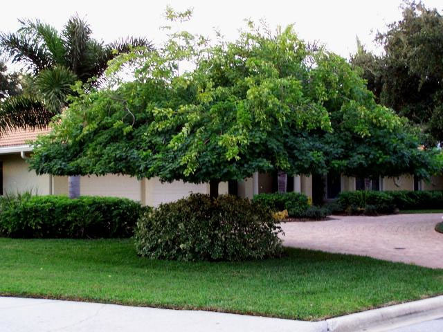 TREE CARE SERVICES FOR GOLF CLUBS AND COMMERCIAL PROPERTY