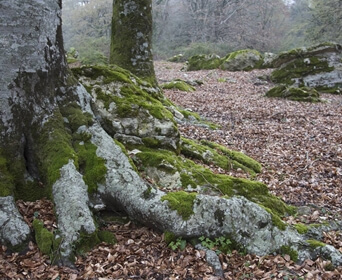 Tree Roots