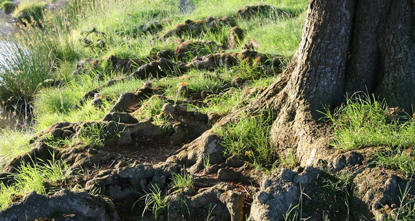 Why And How Trees Develop Issues