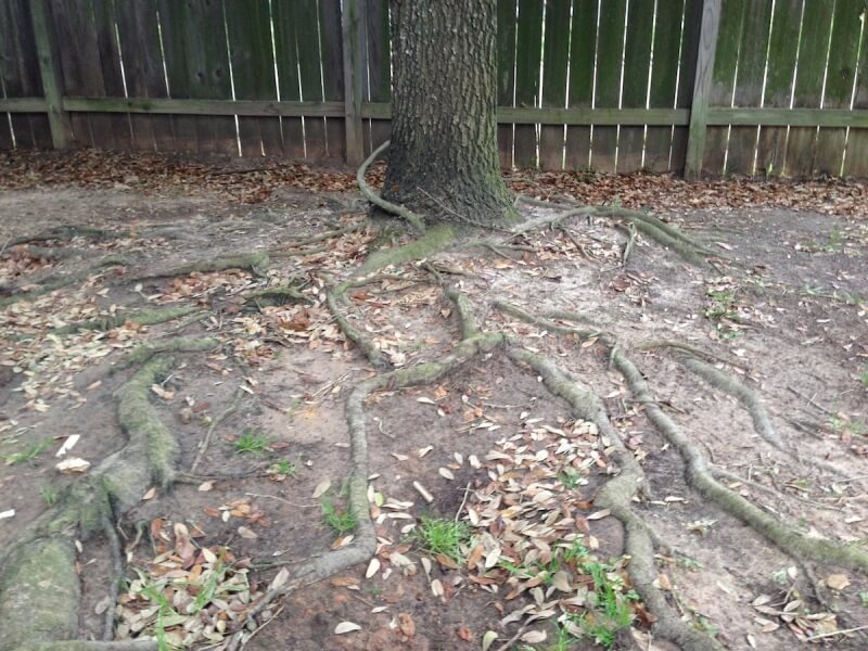 Tree Roots