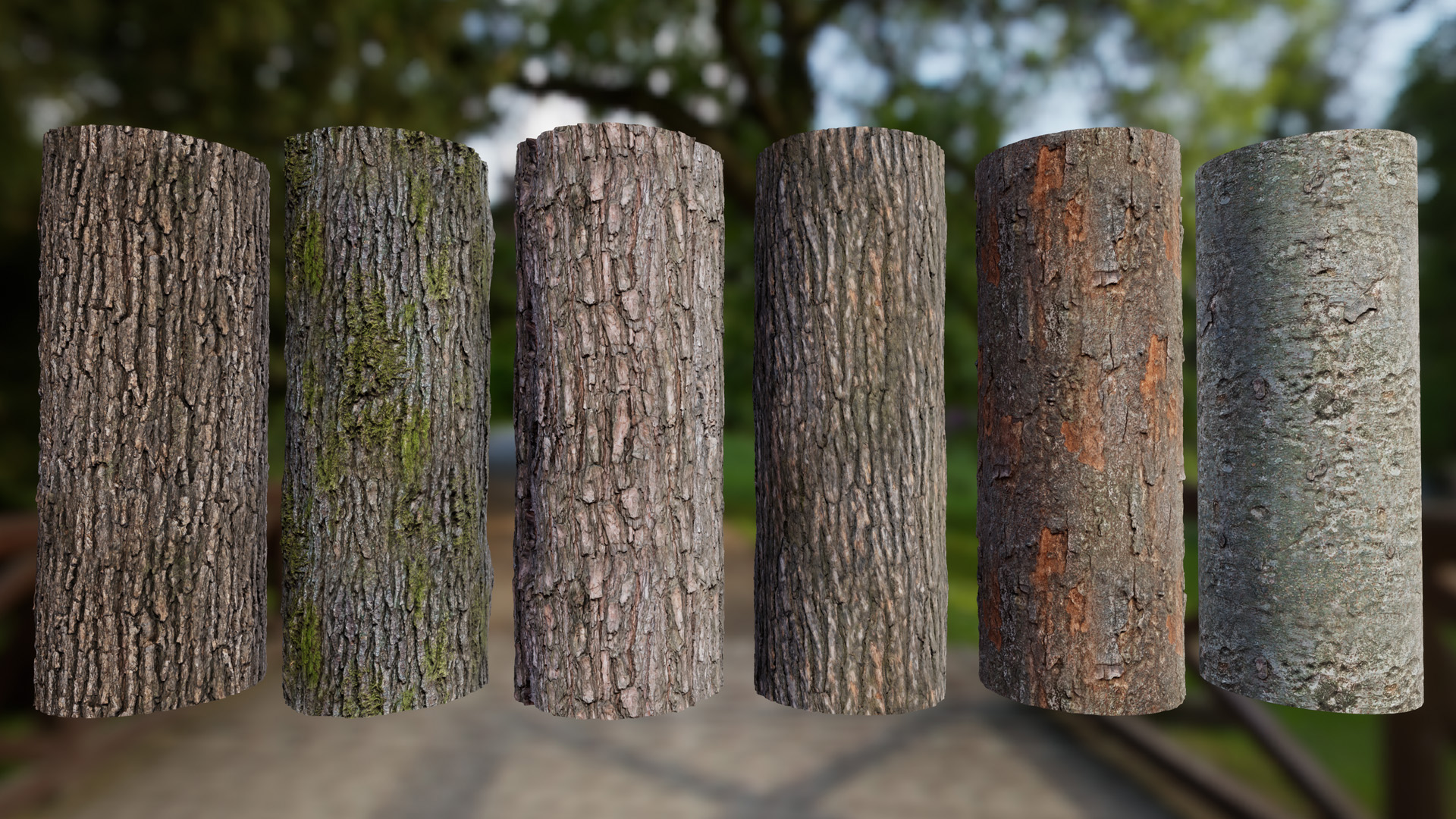 Why Tree's have bark