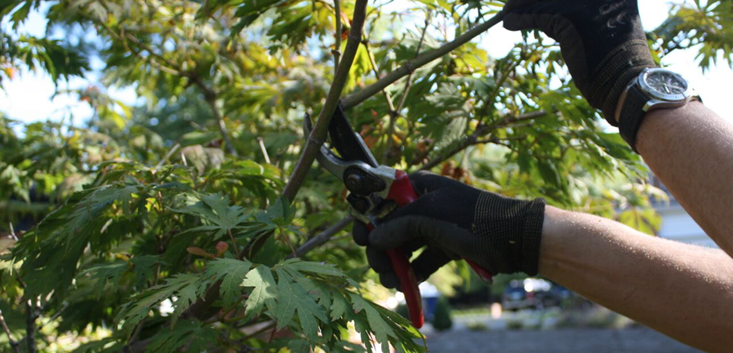 How To Better Maintain Your Trees