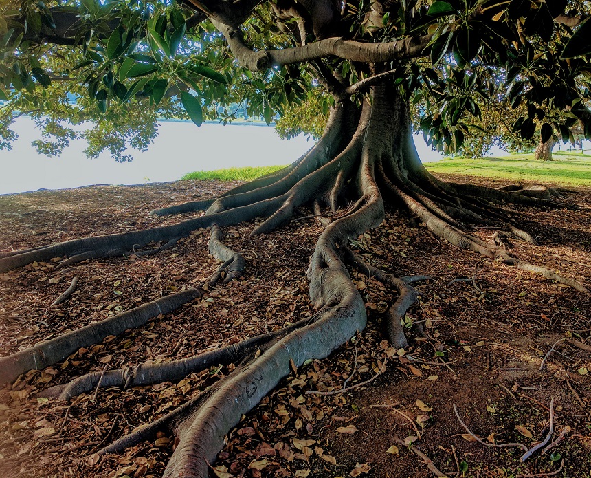Fun Tree Facts that May Surprise You