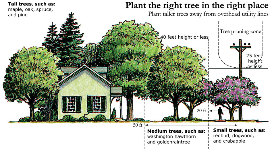 Tips for Planting Trees Near Utility Lines