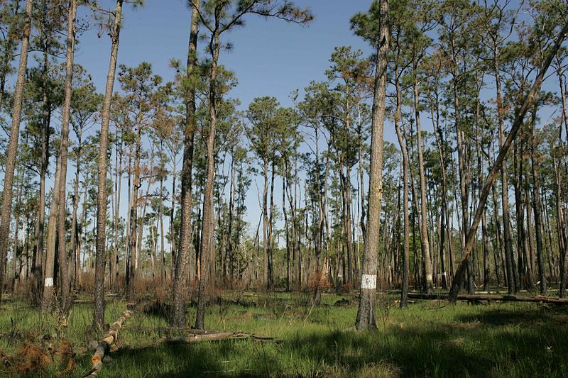 What can an Arborist do for you?