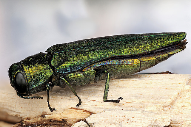 Tree Pests that Need to Be Treated in Toronto in Summer