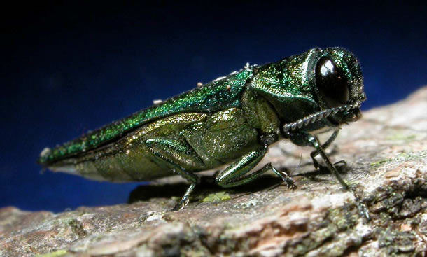 EMERALD ASH BORER KILLS THOUSANDS OF TREES IN TORONTO EACH YEAR