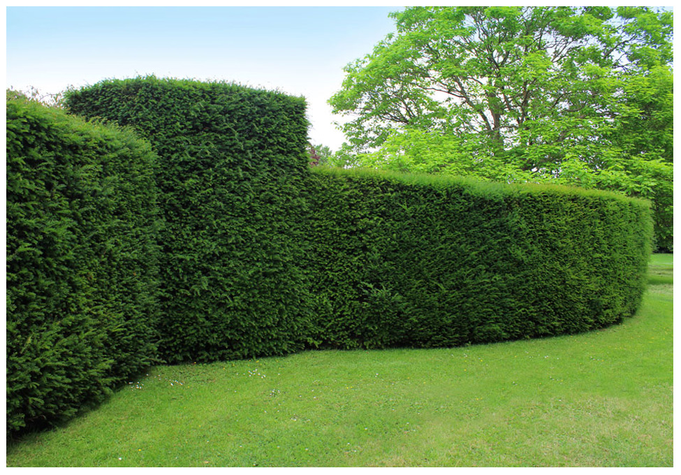 Hedge Trimming in Toronto