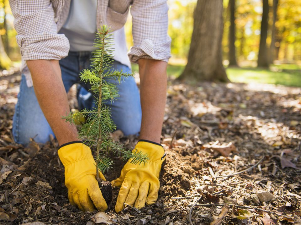 Tree Planting in Toronto