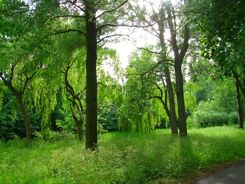 Manage your vicinity’s greenery with an experienced arborist