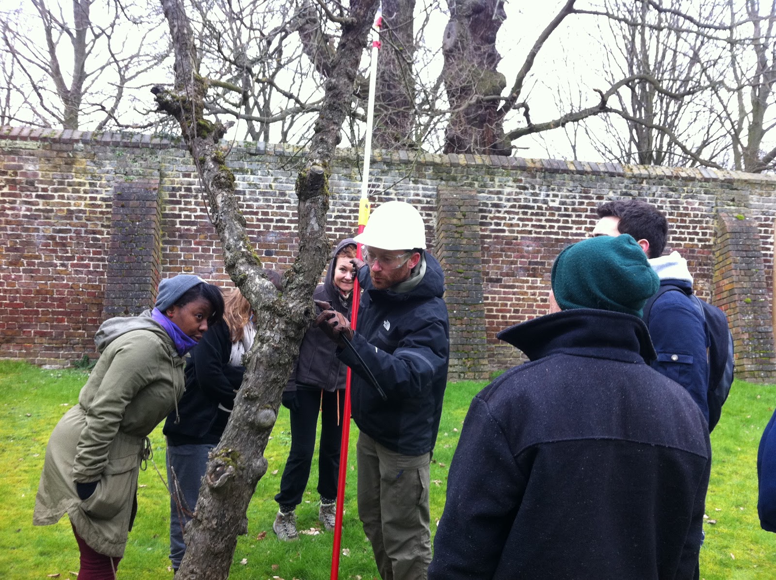 Winter-Tree-Inspection