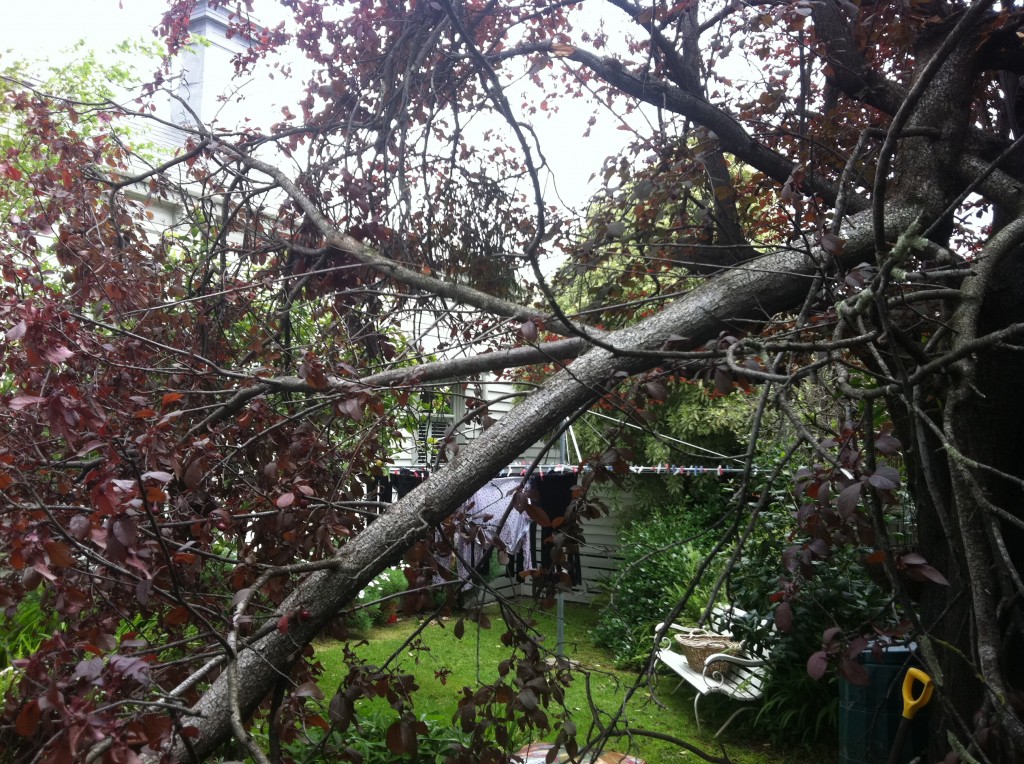 Toronto Emergency Tree Removal After A Storm