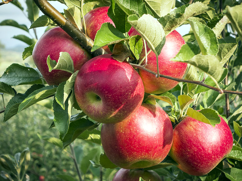 Planting a fruit tree?