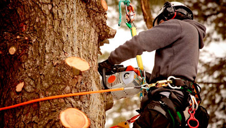 Professional Arborist Services