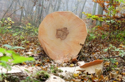 Expert Arborist Service