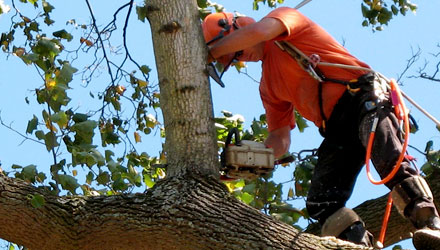 Choosing a Tree Care Toronto Service