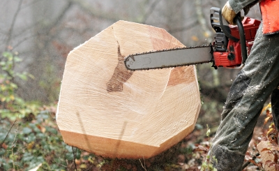15 Signs of When to Remove a Tree