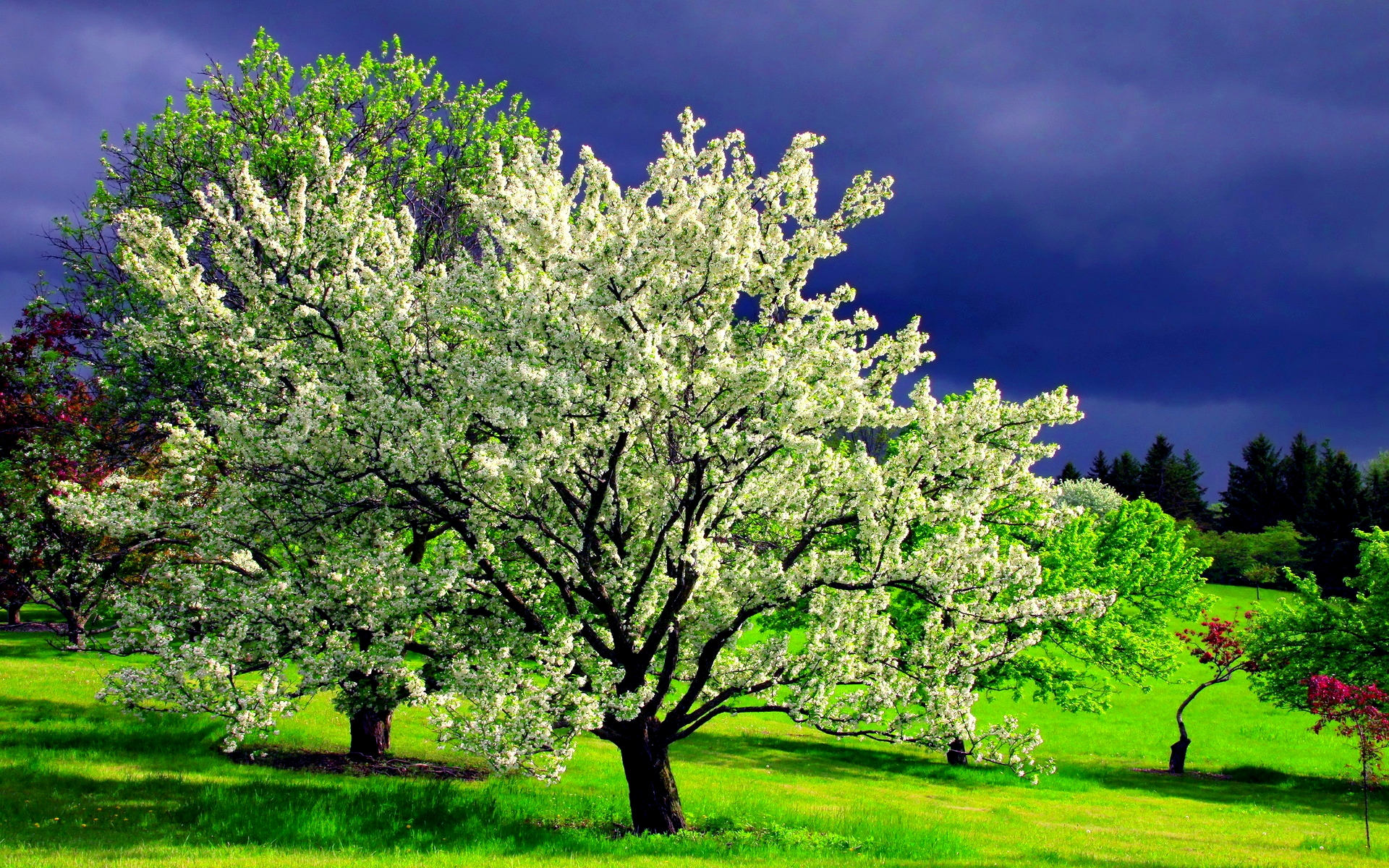 Spring Tree Planting