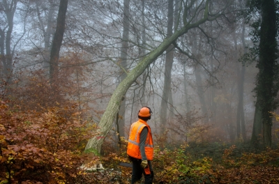 Importance of Emergency Tree Removal Toronto Services
