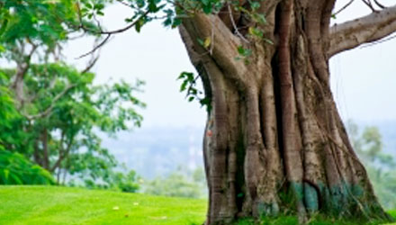 Emergency Tree Services