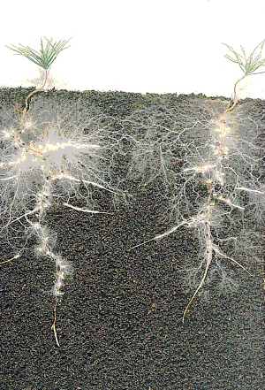 Mycorrhizae: A tree’s best friend