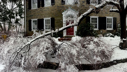 Protecting Trees From Winter Damage in Toronto