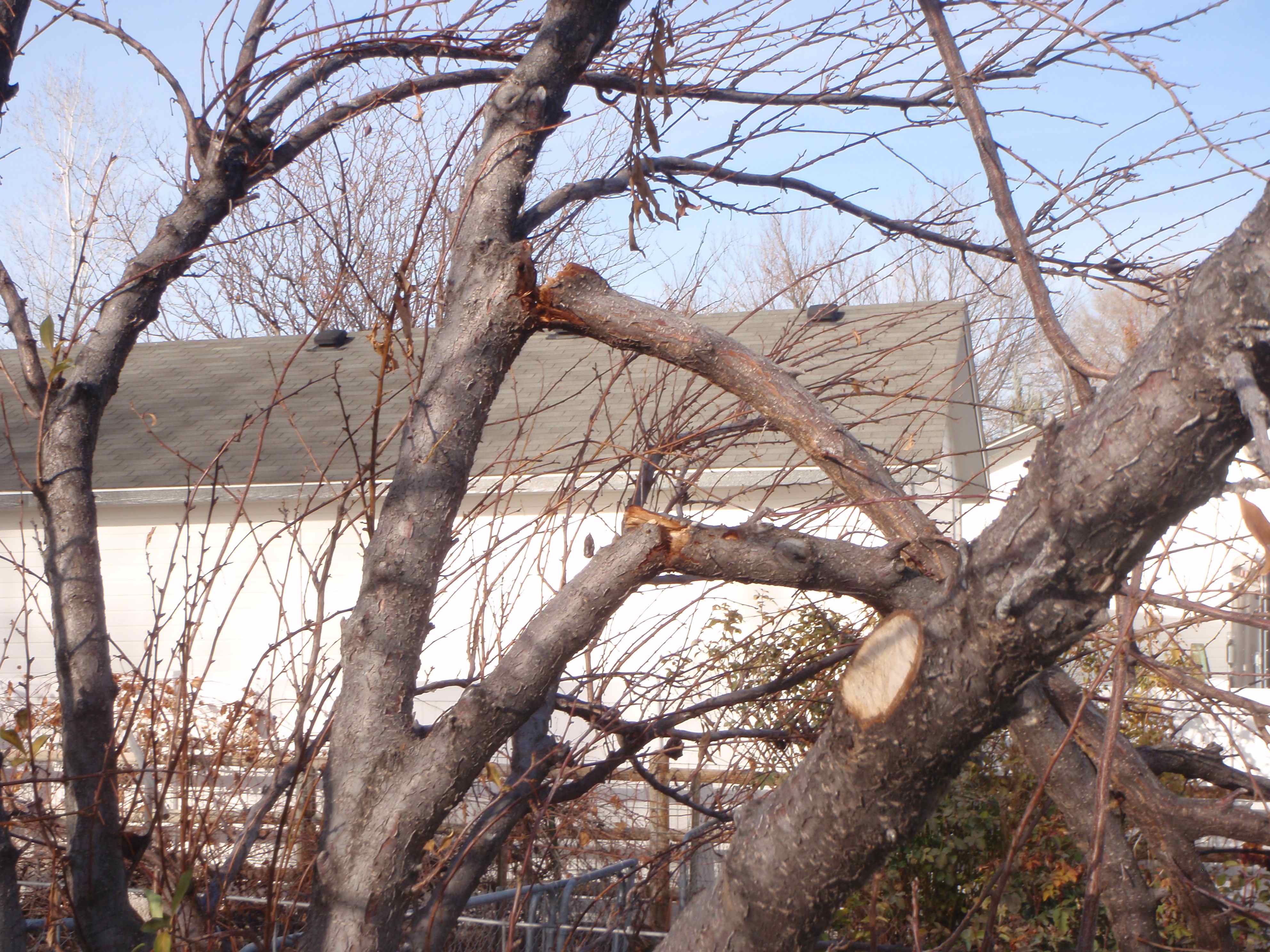 Winter Stresses on Trees