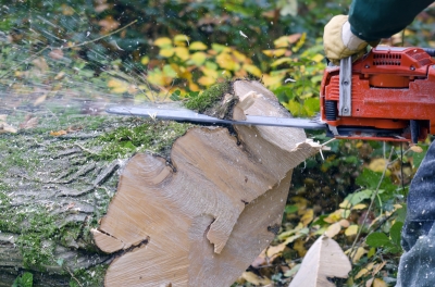 Safe Stump Grinding Toronto Services