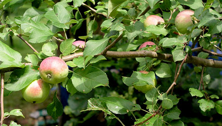 Things to Know About Taking Care of Fruit Trees