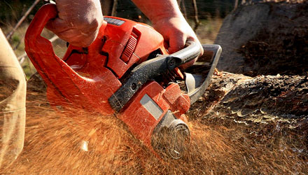 Toronto Emergency Tree Service Experts