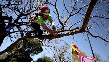 Toronto Tree Care Experts on the Go