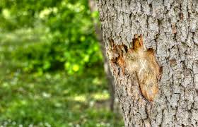 The Main Indicators Of A Diseased Tree