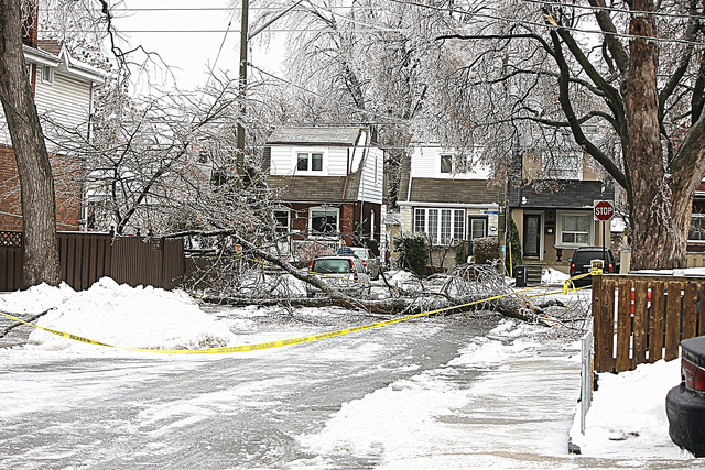 Tree Care to Prevent Storm Damage in Toronto