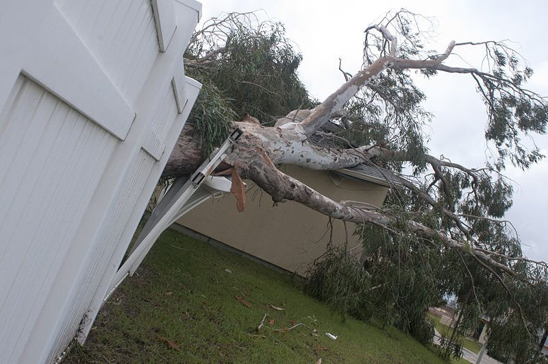 Selecting the Right Tree Cutting Service