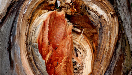 What are the Common Signs of a Dying or Dead Tree?