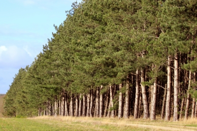 Tree Pruning Toronto Specialists Debunk Myths