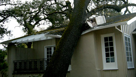 Tree Risk Assessment in Toronto, CA