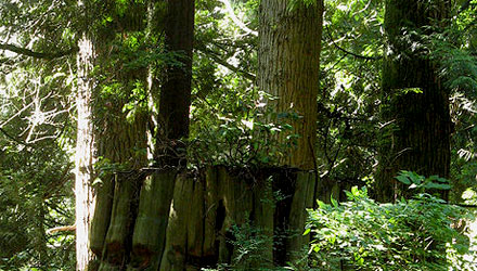 Tree Stump Removal Methods from a Toronto Arborist
