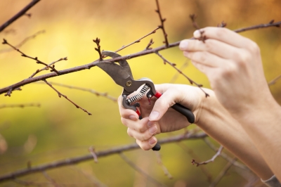 The Importance of Regular Tree Trimming or Pruning
