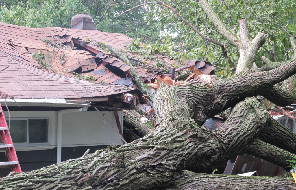 How to keep trees from falling on your house?