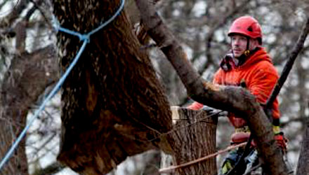 Why hire a Certified Arborist?