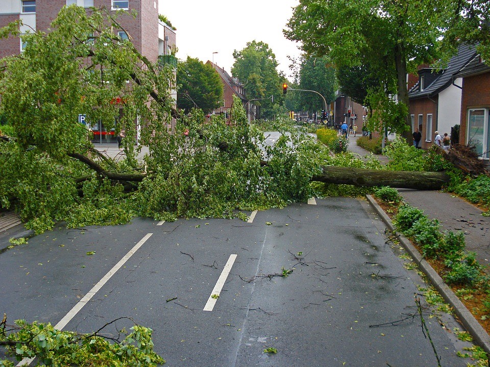 24/7 tree service emergency