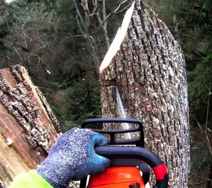 Tree Removal Toronto