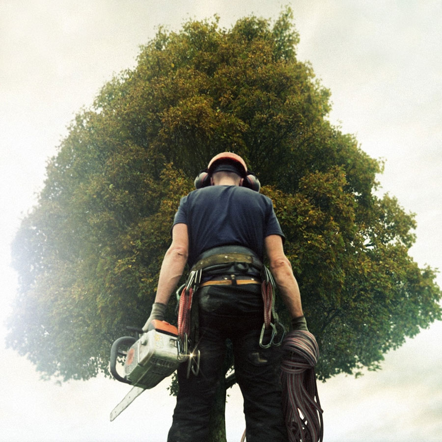 Careers for Arborists and Climbers