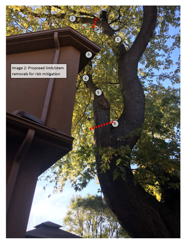 Tree risks 2