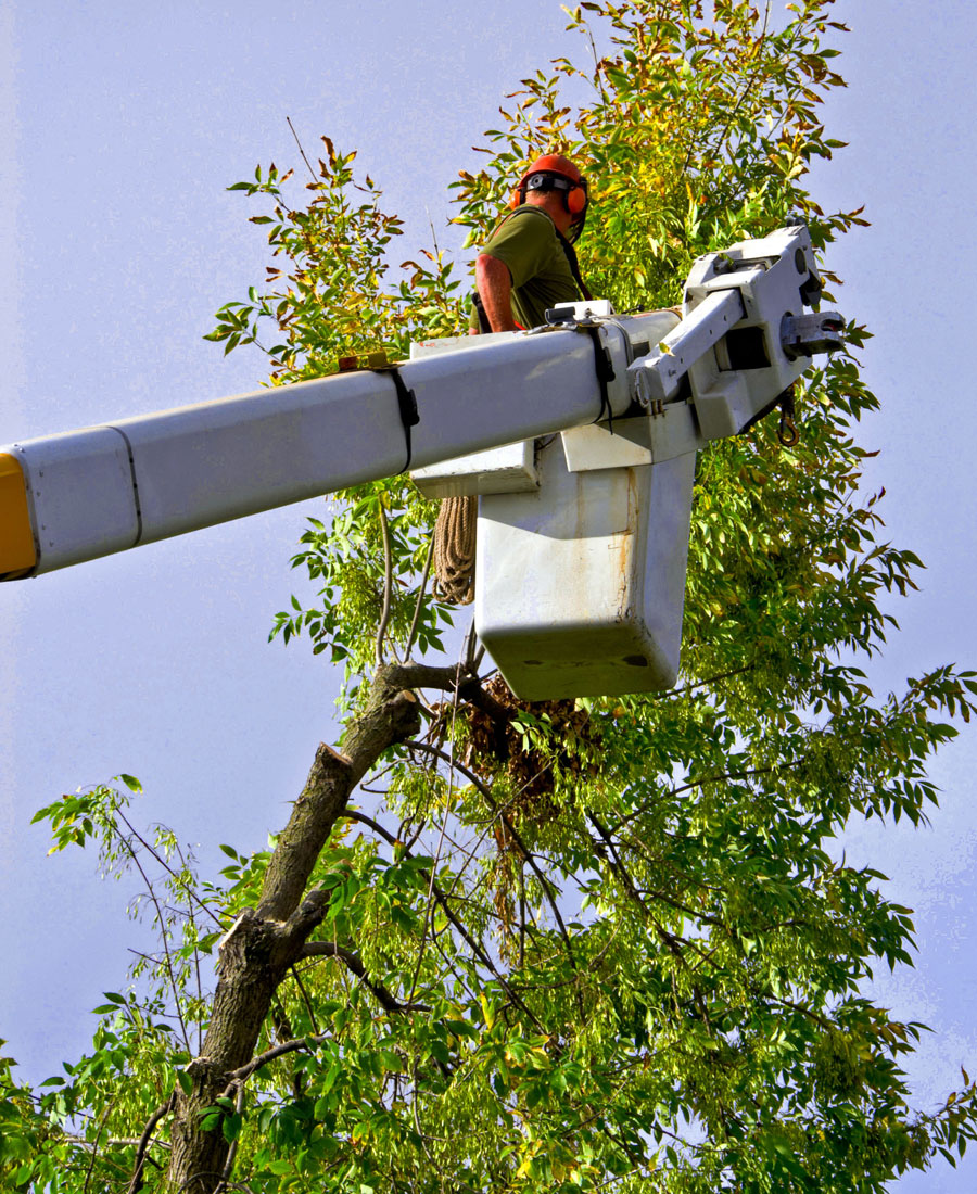 Canopy Grooming