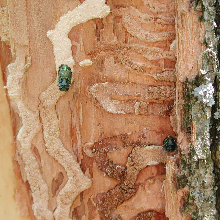 Ash tree injections in Toronto and GTA
