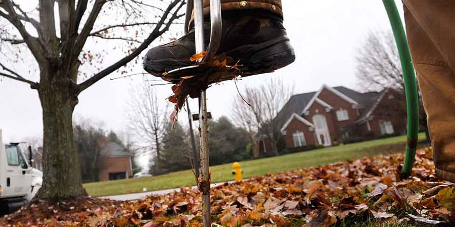 tree fertilizing in toronto ca