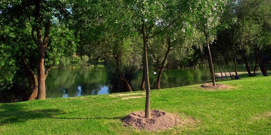 Does My Tree Need Fertilizer?