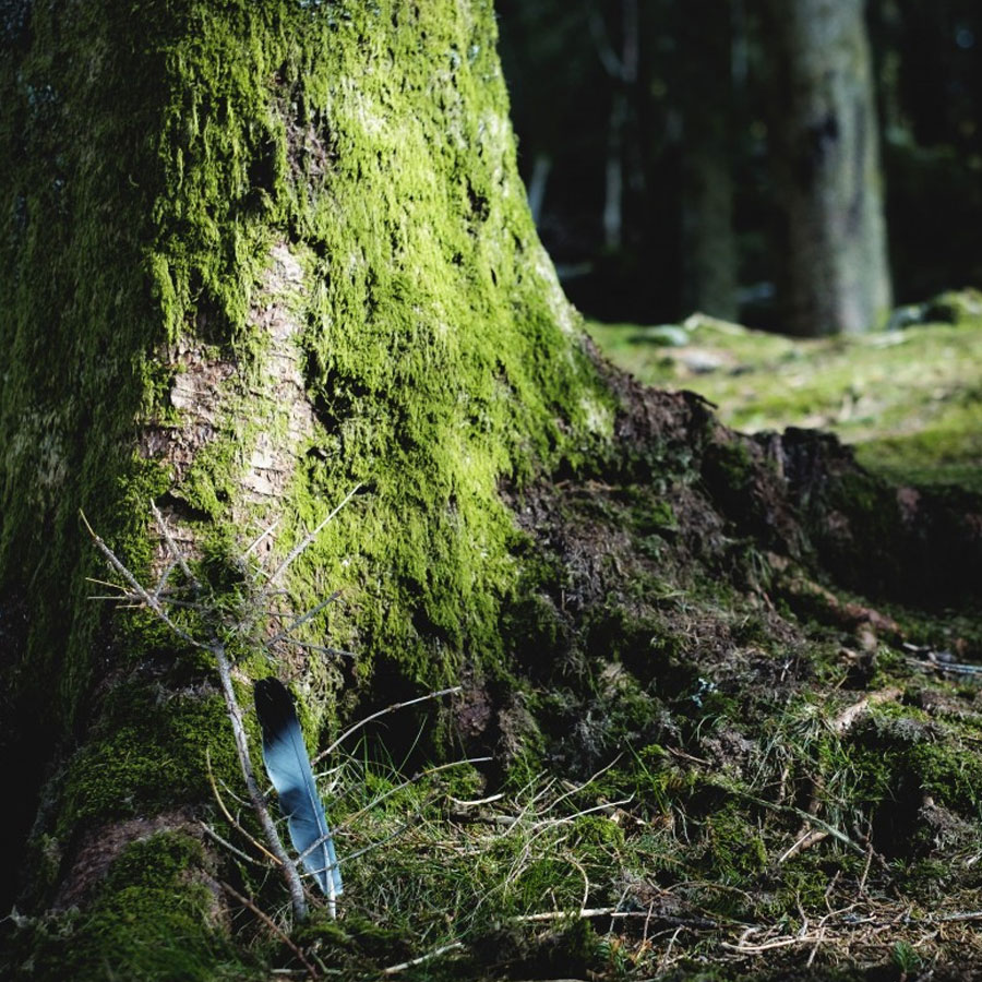 How Can Tree Doctors Help?